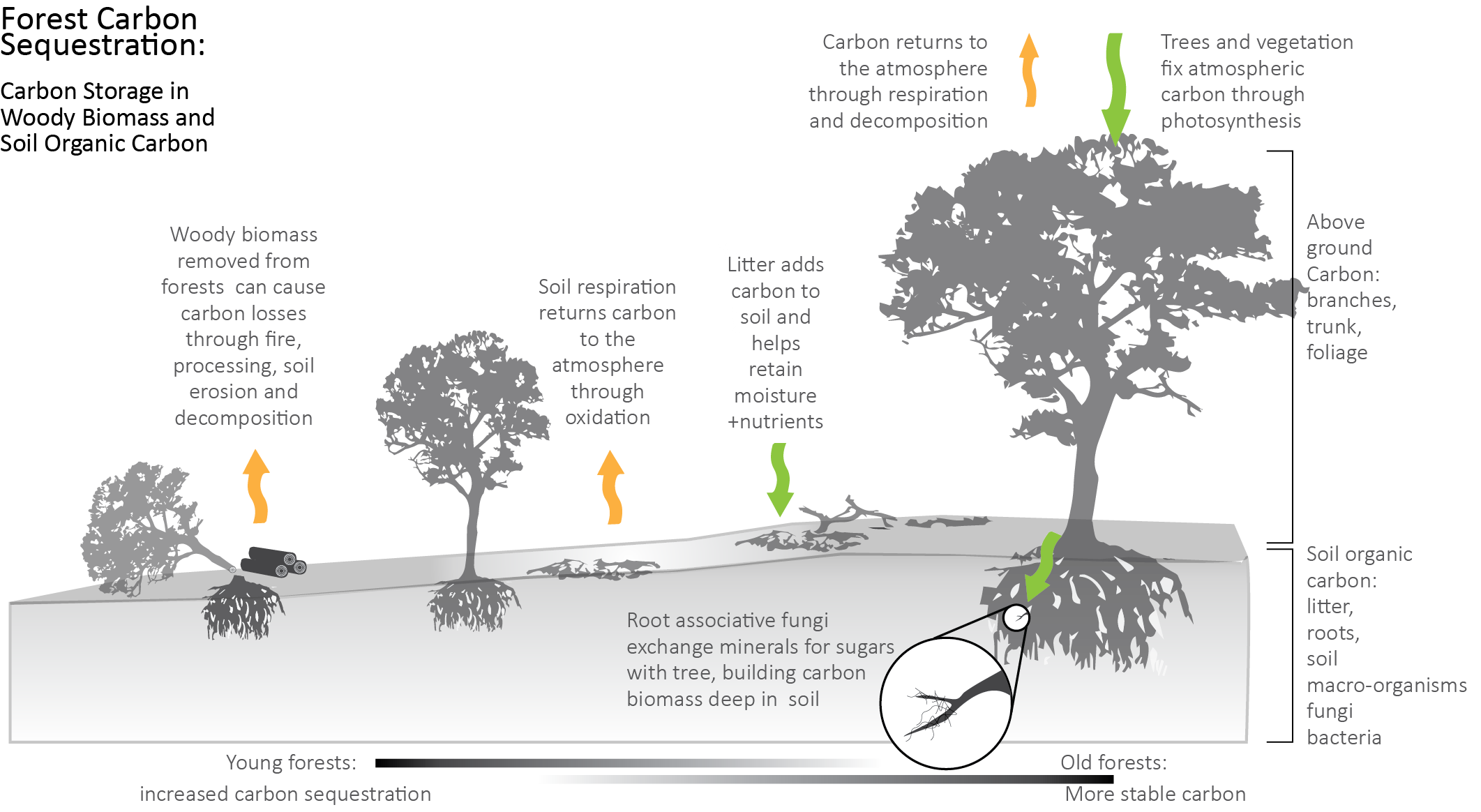 diagram showing how carbon is stored in forest biomass and returned to the atmosphere through fire, harvesting, etc.