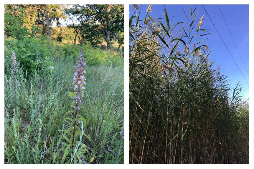 Invasive Plants MN Board of Water, Soil Resources