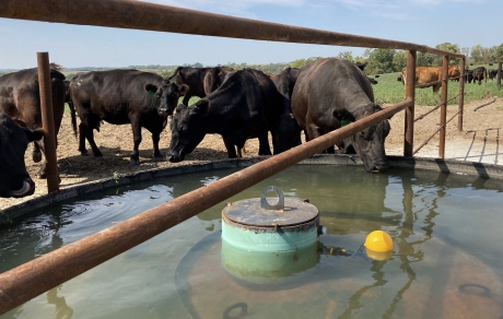 cattle drink from a round water tank
