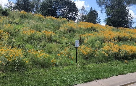 tall grasses and yellow flowers on a steep hillside