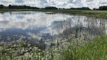 restored wetland