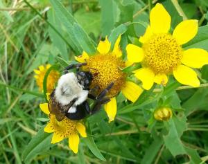 bumblebee on flowering plant