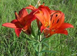 Wood lily