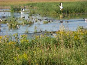 Wetland Polk