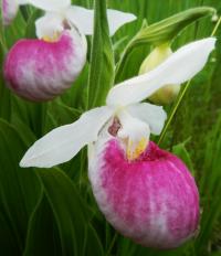 ladyslipper flower