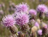 Canada thistle seed head