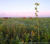 Cattle grazing prairie