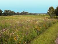 Hayed edge of prairie