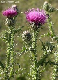 Plumeless thistle