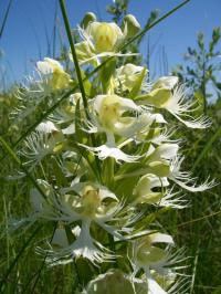 Western Prairie Fringed Orchid