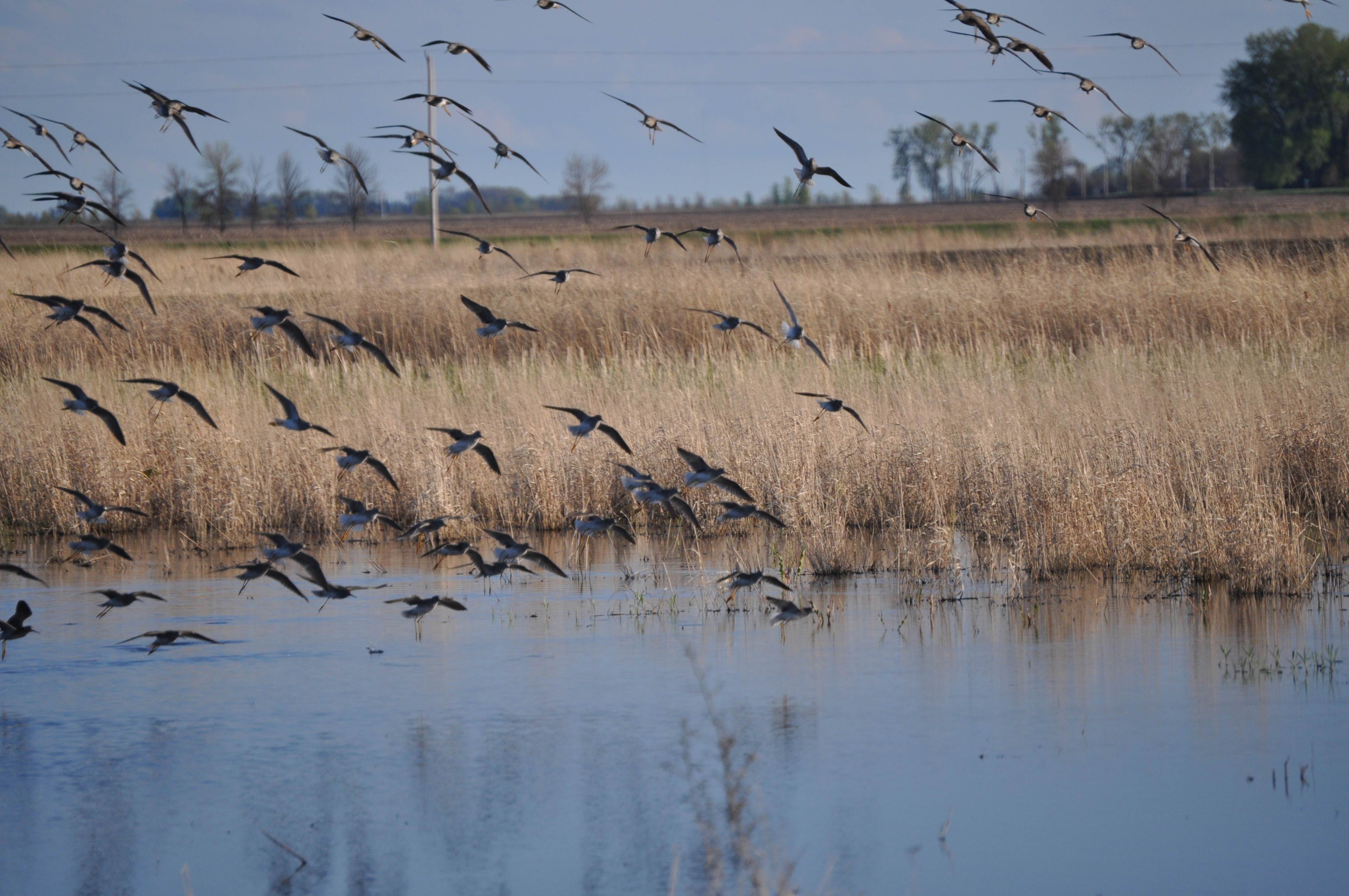 a flock of shorebirds at a wetland restoration easement