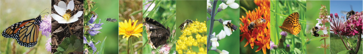 banner showing native pollinators plus a honeybee