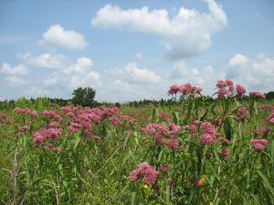 purple wildflowers in wet meadow