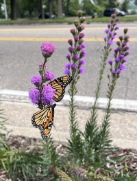 Monarchs on liatris